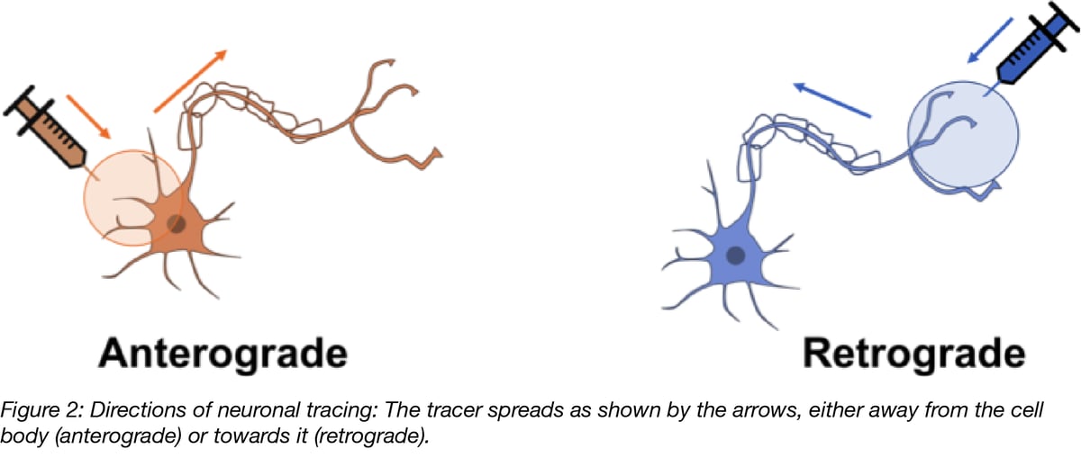 Using AAV for neuronal tracing